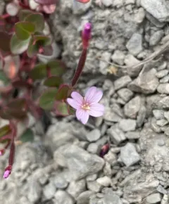Clavate-fruit Willowherb thumbnail 2