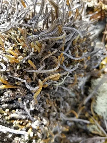 Siberian Spikemoss
