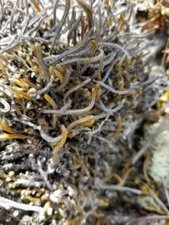 Siberian Spikemoss thumbnail 1