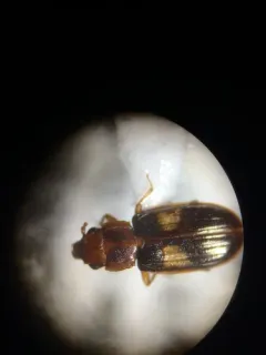 Square-spotted Flat Bark Beetle thumbnail 2