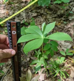 Small Whorled Pogonia thumbnail 2