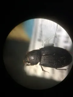 Dialytes ulkei thumbnail 4
