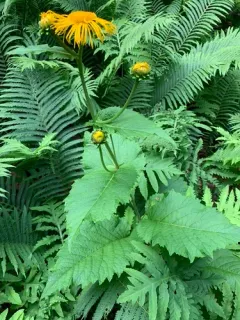 Yellow Oxeye thumbnail 1