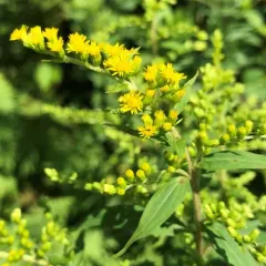 giant goldenrod thumbnail 2