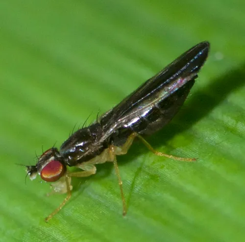 Ischnomyia albicosta