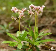 pipsissewa thumbnail 4