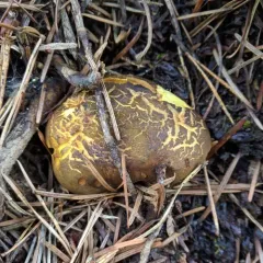 Western Gilled Bolete thumbnail 2