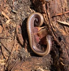 Yosemite Millipede thumbnail 4