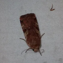 Catocaline Dart thumbnail 4