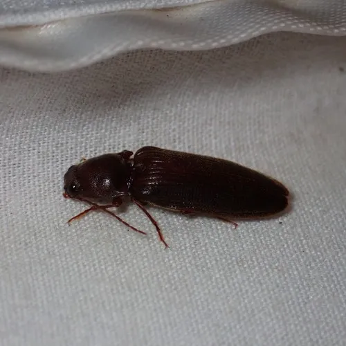 Prosternine Click Beetle
