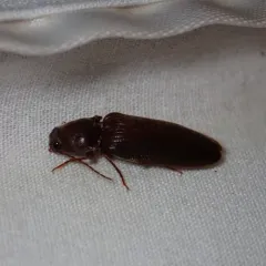 Prosternine Click Beetle thumbnail 1
