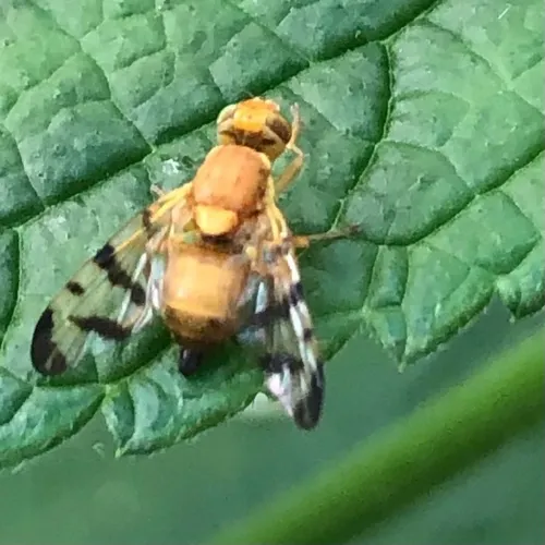 Barberry Fly