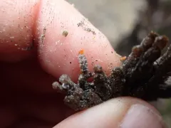 Yellow Social Ascidian thumbnail 1