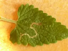 Phytomyza nepetae thumbnail 3