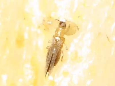 Onion Thrips