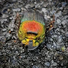 Rainbow Scarab thumbnail 4