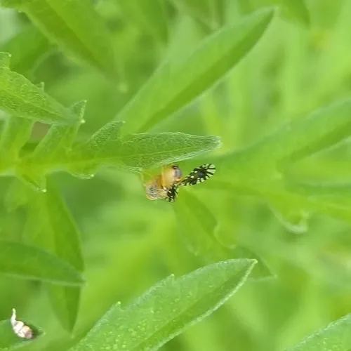 Common Ragweed Fruit Fly