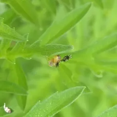 Common Ragweed Fruit Fly thumbnail 1