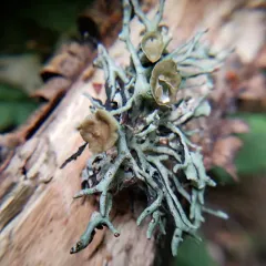 Imshaug's Tube Lichen thumbnail 2