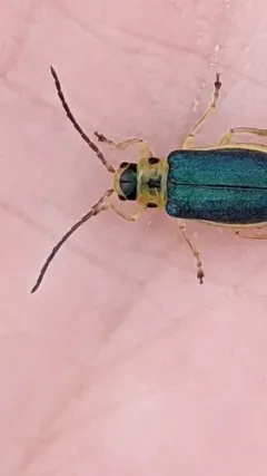 Trirhabda convergens thumbnail 3