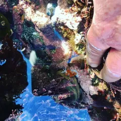 Opalescent Nudibranch thumbnail 1