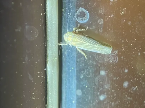 Graminella ampla