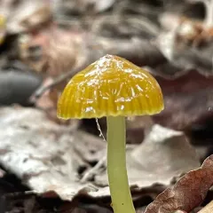 Parrot Mushroom thumbnail 3