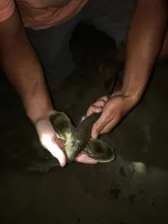 Northern Searobin thumbnail 4