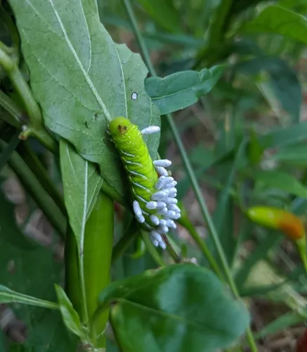 Hornworm Parasitoid Wasp Bracovirus