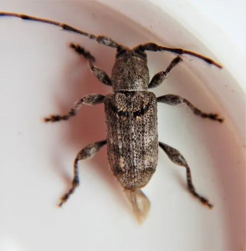 Rough-coated Longhorned Beetle