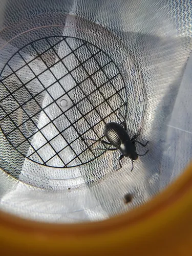 Eleodes carbonaria