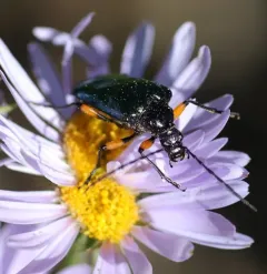 Metallic Fir Borer thumbnail 3
