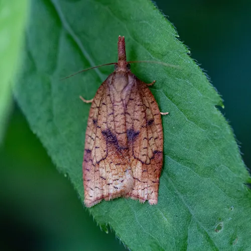 Mosaic Sparganothis Moth