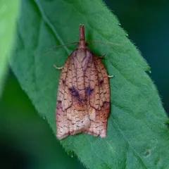 Mosaic Sparganothis Moth thumbnail 1