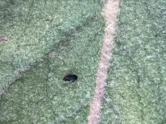 Geocoris uliginosus thumbnail 4