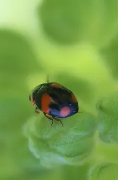 Brachiacantha dentipes thumbnail 3