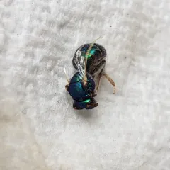 Northeastern Sweat Bee thumbnail 2