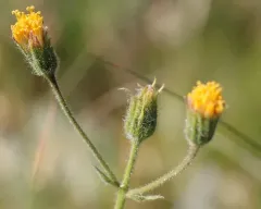 nodding arnica thumbnail 3