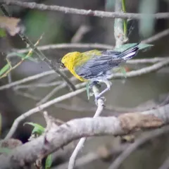 Prothonotary Warbler thumbnail 4