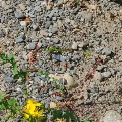 Western Pondhawk thumbnail 4