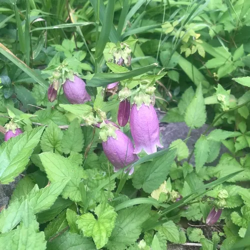 Spotted bellflower