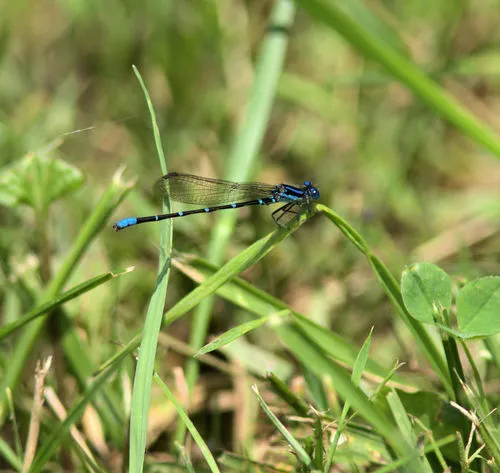 Blue-ringed Dancer