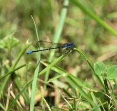 Blue-ringed Dancer thumbnail 1