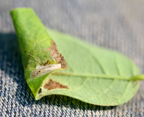 Tick-Trefoil Caloptilia Moth
