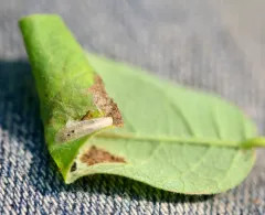 Tick-Trefoil Caloptilia Moth thumbnail 1