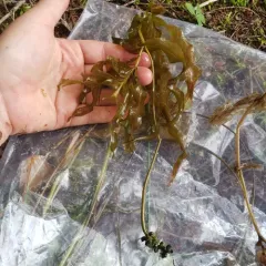 Richardson's pondweed thumbnail 4