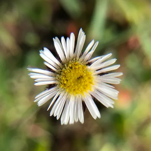 Low Fleabane