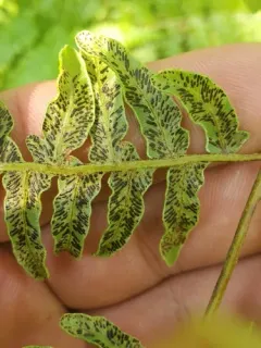 Cryptomycina pteridis thumbnail 3