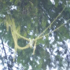 Methuselah's Beard Lichen thumbnail 1