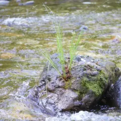 torrent sedge thumbnail 3